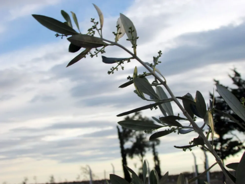 La producción de oliva en Patagonia: Una realidad que busca crecer en la región