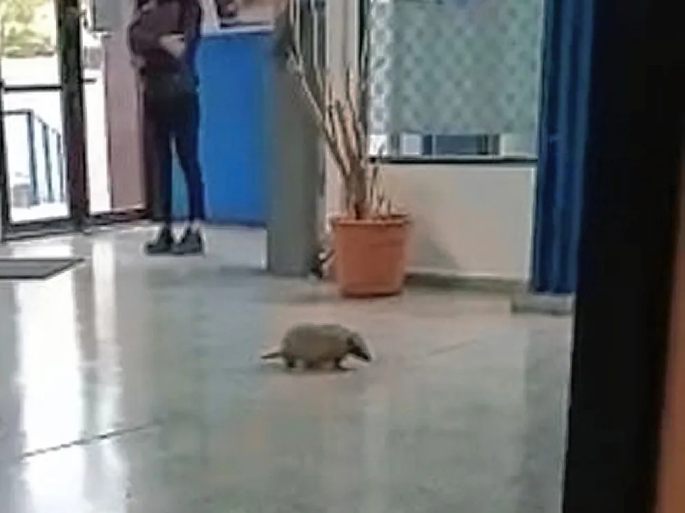 La increíble aparición de un piche patagónico en el Banco Santa Cruz