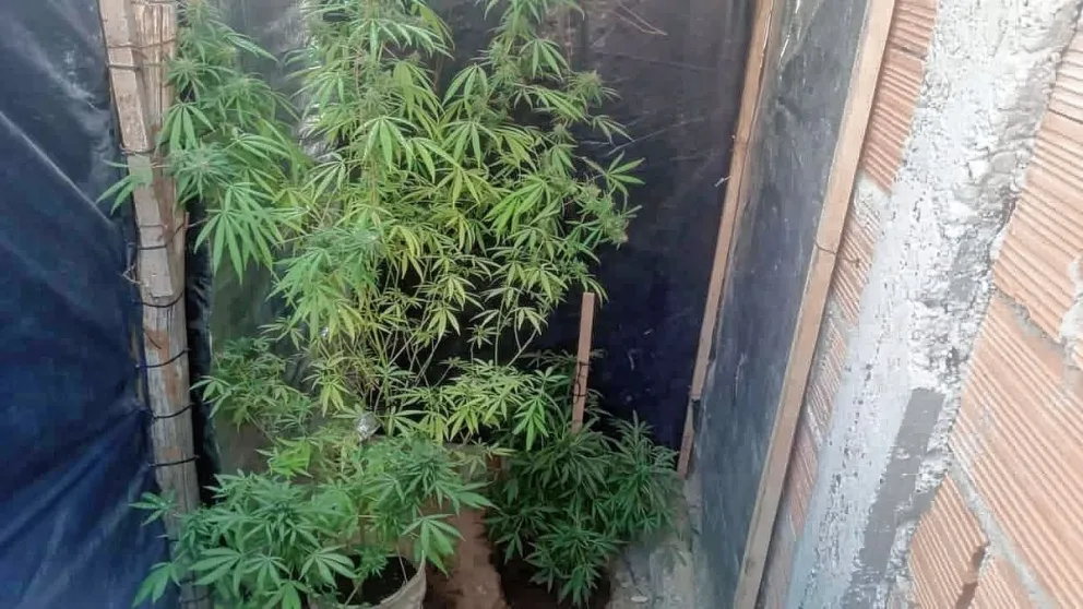 Secuestran marihuana, cocaína, municiones y dinero en efectivo en allanamientos a “kioscos” de droga en Rawson