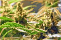 Robaron plantas de cannabis cultivadas con fin medicinal del predio de la “Asociación Civil 4 Almas”