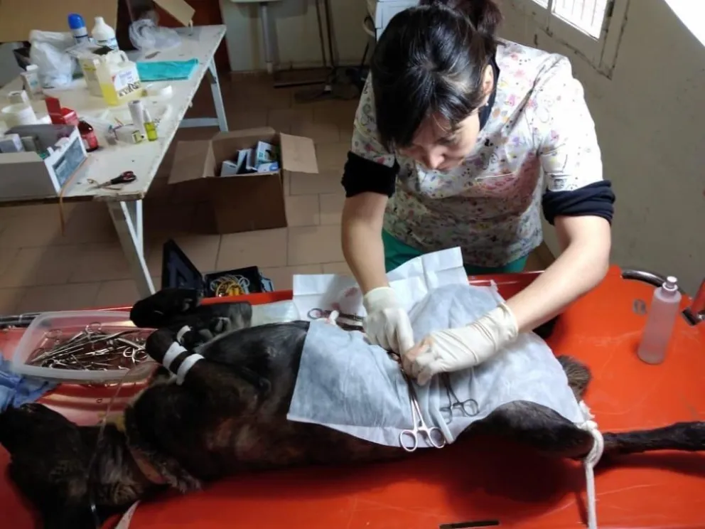 Salud realizó vacunación antirrábica y castración canina en barrios de Comodoro Rivadavia, Río Mayo y Río Senguer