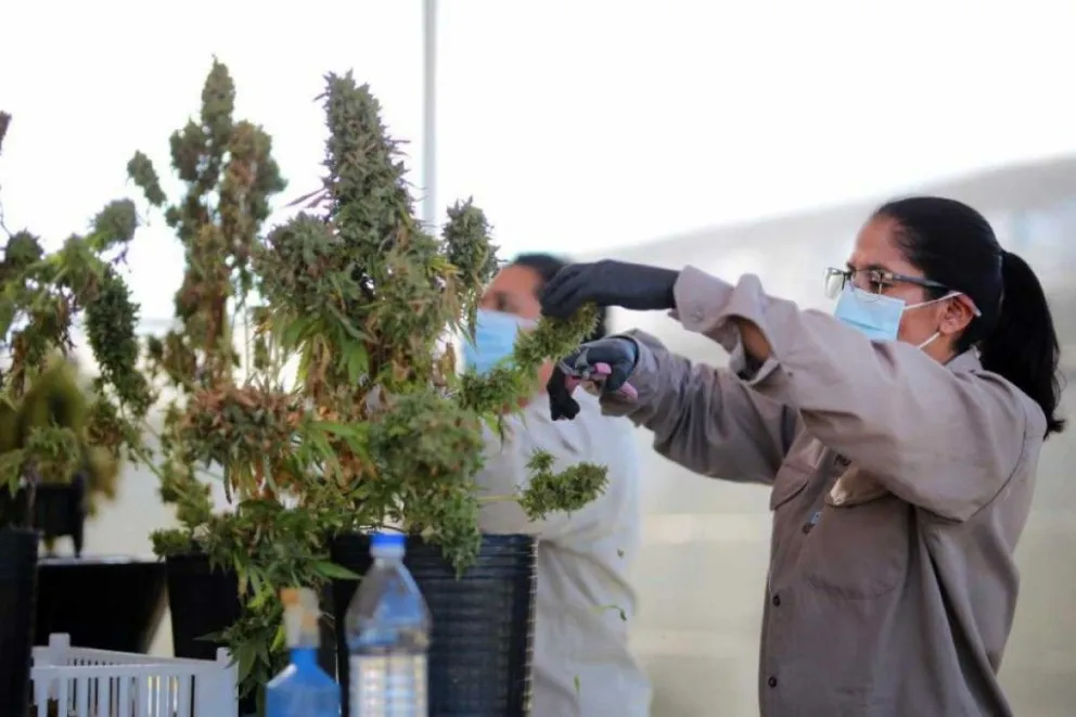 Diputados convirtió en ley el marco regulatorio para el cannabis medicinal y el cáñamo industrial