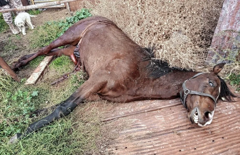 Costoso caballo “pura sangre” murió en la madrugada en El Chaparral