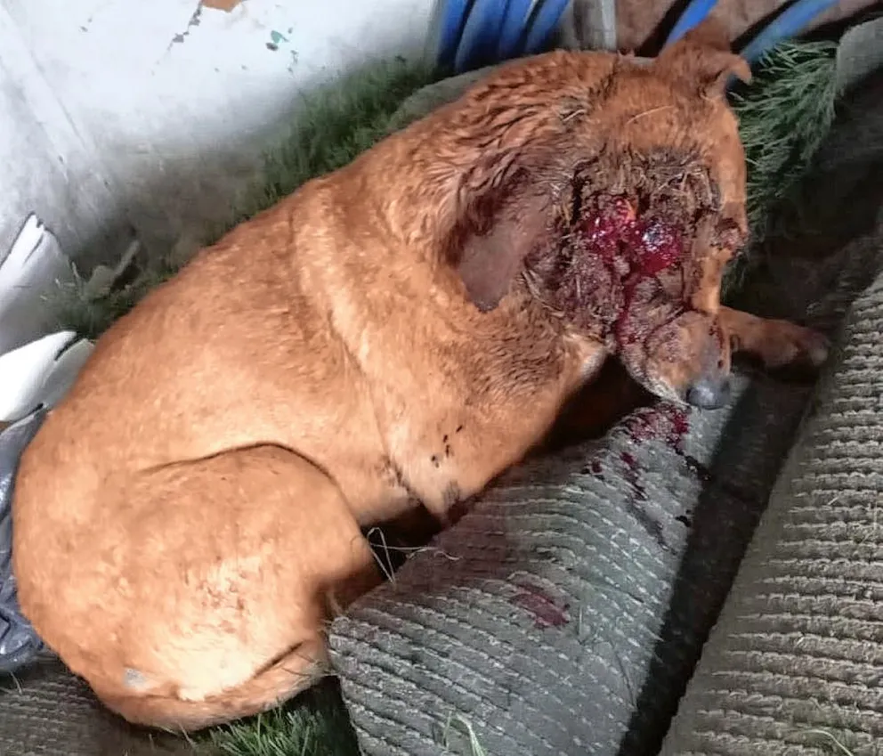 Murió el perro del Club Laprida atacado por una jauría y el dueño fue infraccionado