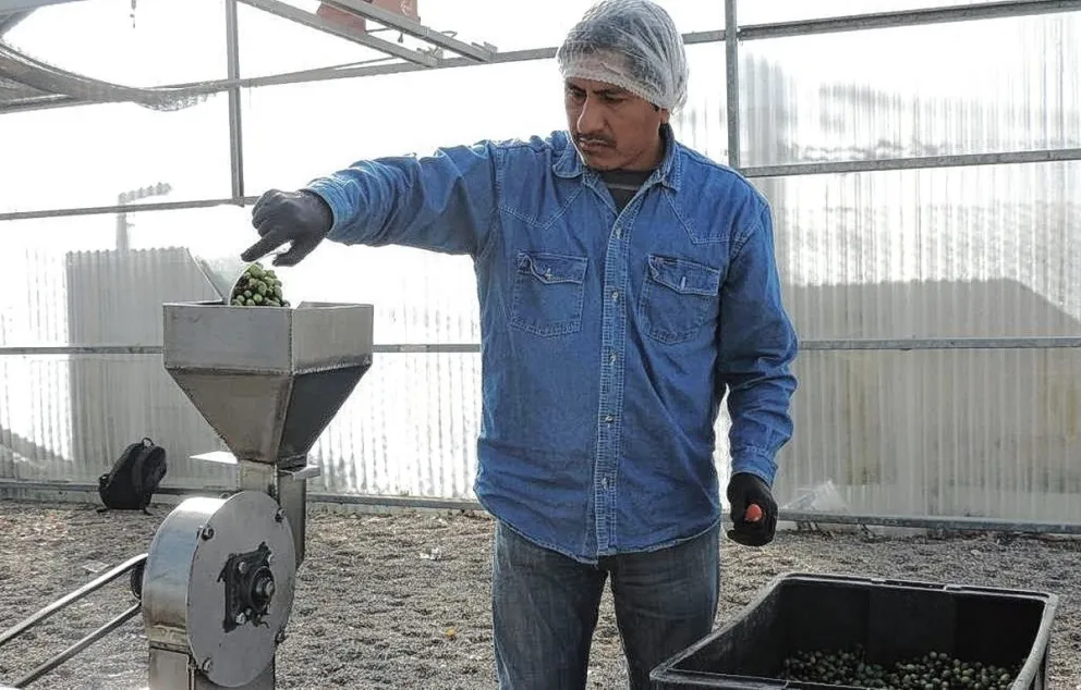 El Municipio avanza en el desarrollo de la olivicultura en la zona